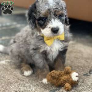 Christopher, Mini Bernedoodle Puppy